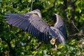 Great Blue Herons of the Sylvan Grove
